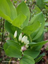 Attēlu rezultāti vaicājumam “Polygonatum odoratum flower”