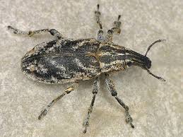 Attēlu rezultāti vaicājumam “Cleonis pigra”