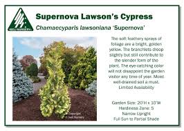 Attēlu rezultāti vaicājumam “Chamaecyparis lawsoniana”