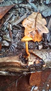 Attēlu rezultāti vaicājumam “Basidiodendron”