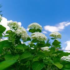 Attēlu rezultāti vaicājumam “Hydrangea arborescens”