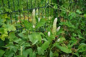 Attēlu rezultāti vaicājumam “Phytolacca acinosa flower”