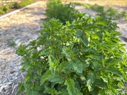 Attēlu rezultāti vaicājumam “Mentha spicata leaf”