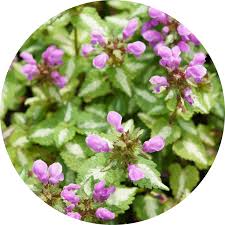 Attēlu rezultāti vaicājumam “Lamium”