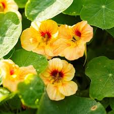 Attēlu rezultāti vaicājumam “Tropaeolum majus flower”