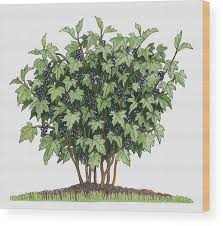 Attēlu rezultāti vaicājumam “Ribes nigrum fruit”