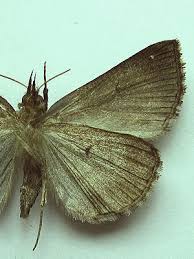 Attēlu rezultāti vaicājumam “Hypena crassalis”