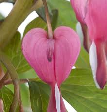 Image result for tränendes Herz