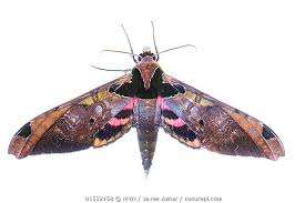 Attēlu rezultāti vaicājumam “Sphingidae”