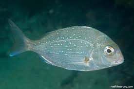 Image result for Pagrus auratus