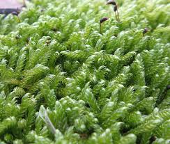 Attēlu rezultāti vaicājumam “Serpoleskea subtilis”