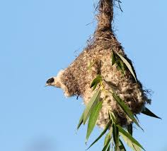 Attēlu rezultāti vaicājumam “Remiz pendulinus nest”