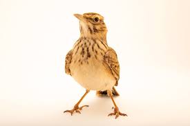 Attēlu rezultāti vaicājumam “Galerida cristata”