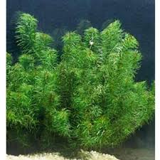 Attēlu rezultāti vaicājumam “Najas tenuissima leaf”