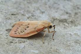 Attēlu rezultāti vaicājumam “Miltochrista miniata”