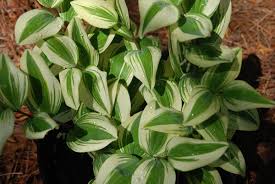 Attēlu rezultāti vaicājumam “Polygonatum odoratum bud”