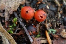 Attēlu rezultāti vaicājumam “Microstoma protracta”