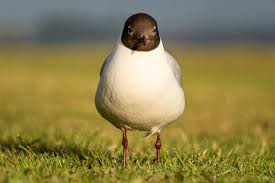 Attēlu rezultāti vaicājumam “Larus ridibundus adult”