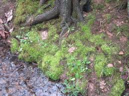 Attēlu rezultāti vaicājumam “Hypnum cupressiforme”