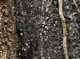 Attēlu rezultāti vaicājumam “Lamproderma nigrescens young”