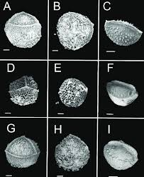 Attēlu rezultāti vaicājumam “Isoetes lacustris”