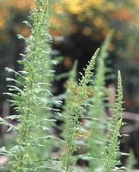 Image result for Chenopodium botrys