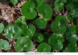 Attēlu rezultāti vaicājumam “Asarum europaeum flower”