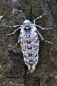 Attēlu rezultāti vaicājumam “Semioscopis avellanella imago”