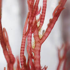 Attēlu rezultāti vaicājumam “Ceramium sp.”