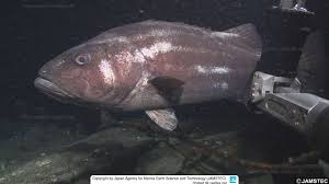 Image result for Stereolepis gigas