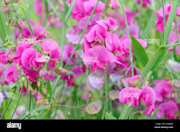 Attēlu rezultāti vaicājumam “Lathyrus latifolius bud”