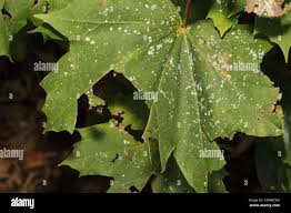 Attēlu rezultāti vaicājumam “Sawadaea tulasnei”