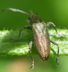 Attēlu rezultāti vaicājumam “Donacia dentata”