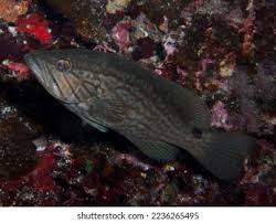 Image result for Mycteroperca rubra