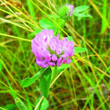 Attēlu rezultāti vaicājumam “Trifolium pratense flower”