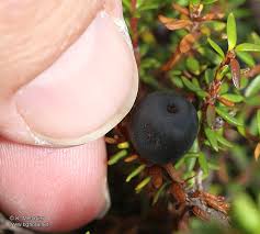 Attēlu rezultāti vaicājumam “Empetrum nigrum fruit”