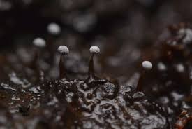 Attēlu rezultāti vaicājumam “Didymium melanospermum macro”