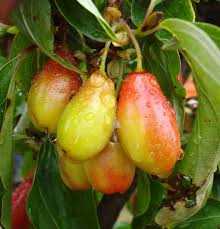 Attēlu rezultāti vaicājumam “Cornus mas fruit”