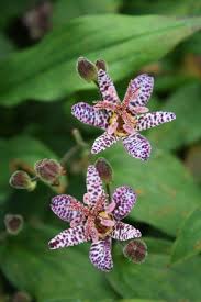 Image result for Tricyrtis `Black Beauty`