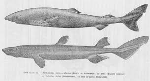 Image result for Somniosus microcephalus