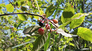 Attēlu rezultāti vaicājumam “Frangula alnus fruit”