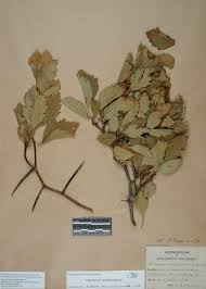 Attēlu rezultāti vaicājumam “Crataegus chrysocarpa”