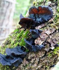 Attēlu rezultāti vaicājumam “Exidia recisa”