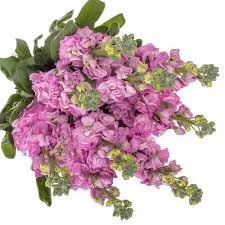 Image result for Levkoje