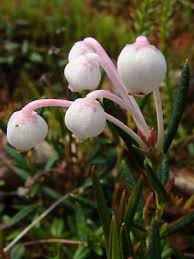 Attēlu rezultāti vaicājumam “Andromeda polifolia bud”