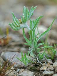Attēlu rezultāti vaicājumam “Gnaphalium sylvaticum bud”