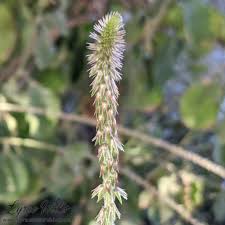 Attēlu rezultāti vaicājumam “Amaranthaceae”