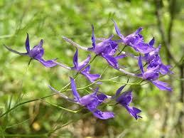 Image result for Consolida regalis