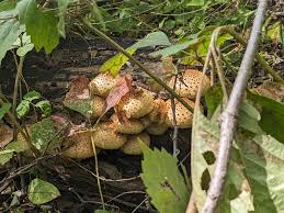 Attēlu rezultāti vaicājumam “Pholiota squarrosoides”