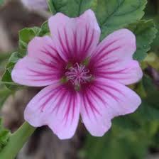 Image result for Malva sylvestris 'Zebrina'